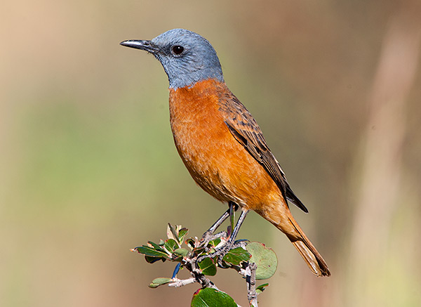 Cape Rock Thrush male